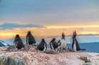 Antarctica, Wiencke Island. Gentoo penguins in rookery at sunset. Art Print